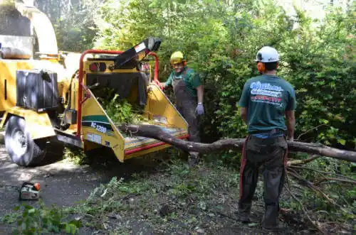 tree services Redington Shores